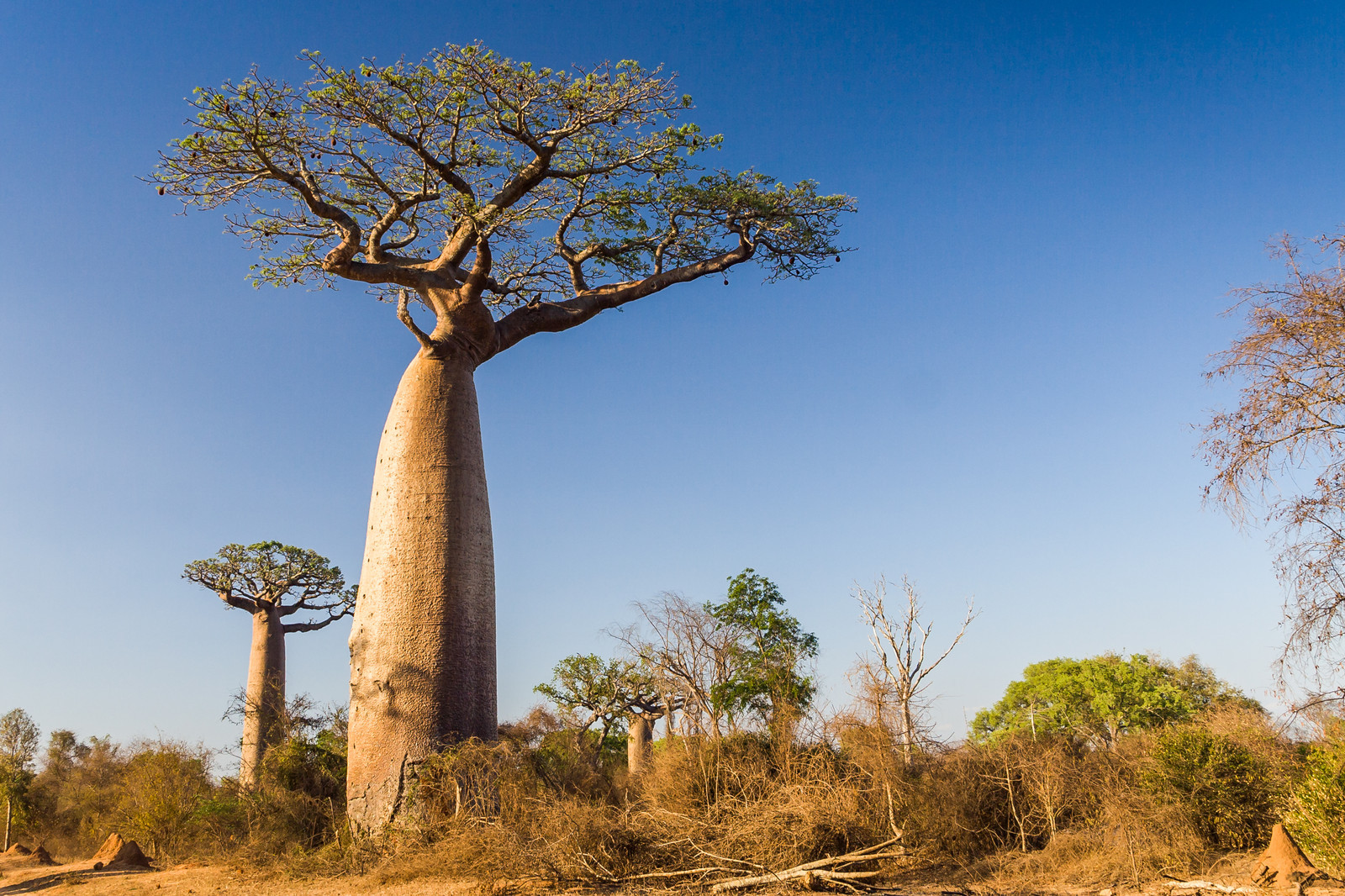 Most Useful Tree in the world I African BaoBaB Tree I the facts hub